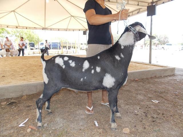 Festa do Bode de Batalha 2014 consolidada como a maior de todas as edições já realizadas‏ - Imagem 31