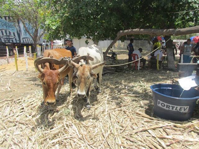 Festa do Bode de Batalha 2014 consolidada como a maior de todas as edições já realizadas‏ - Imagem 53