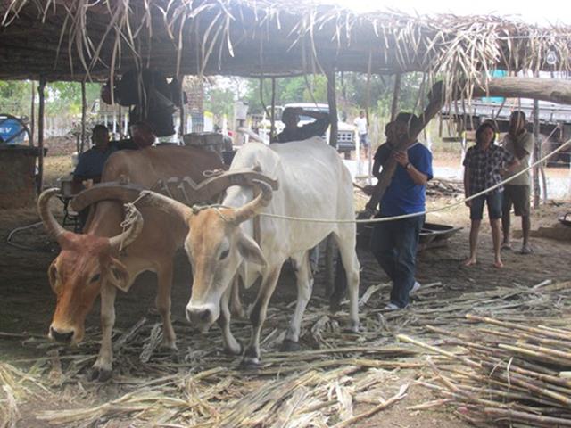 Festa do Bode de Batalha 2014 consolidada como a maior de todas as edições já realizadas‏ - Imagem 39