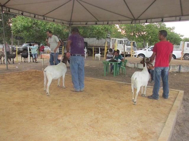 Festa do Bode de Batalha 2014 consolidada como a maior de todas as edições já realizadas‏ - Imagem 40