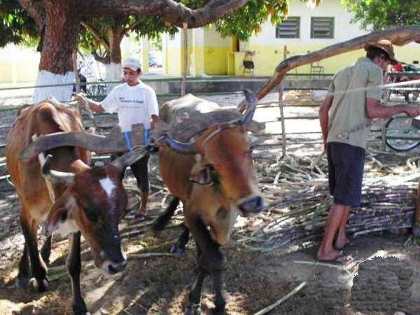 9º Festa do Bode de Batalha - Imagem 7