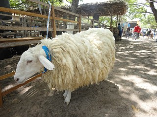 9º Festa do Bode de Batalha - Imagem 3