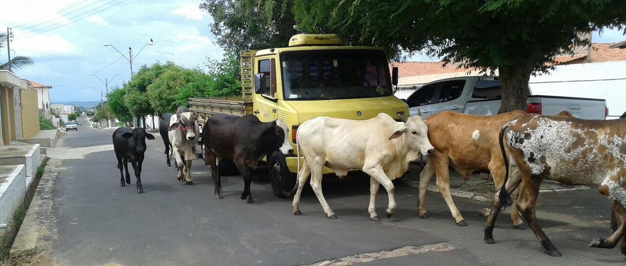 Prefeitura de Oeiras tenta evitar problemas com animais soltos no perímetro urbano 