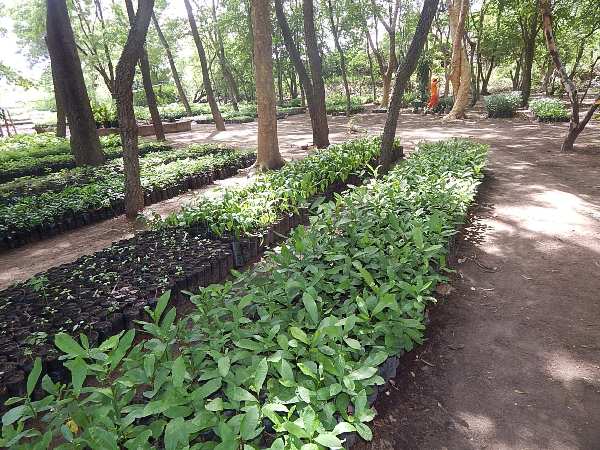 Lagoinha ganhou mudas de plantas para reflorestamento - Imagem 2