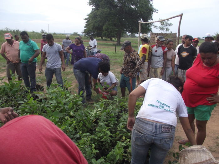 Prefeitura de Miguel Alves doa 600 mudas para arborização do município - Imagem 11