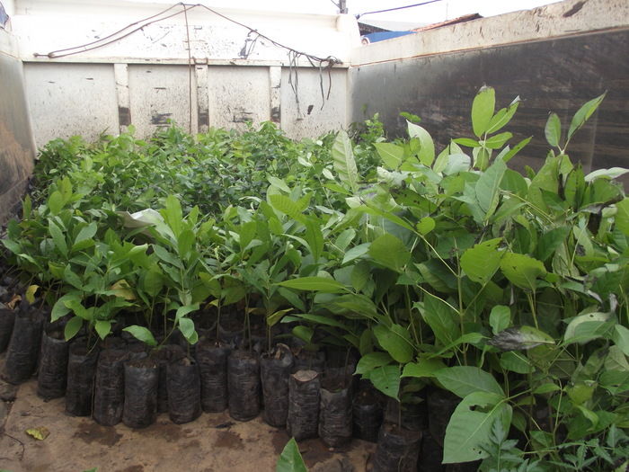 Prefeitura de Miguel Alves doa 600 mudas para arborização do município - Imagem 5