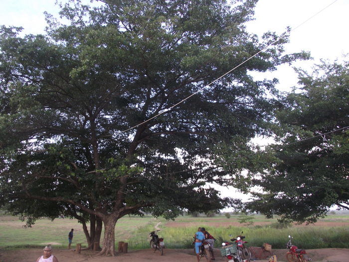 Prefeitura de Miguel Alves doa 600 mudas para arborização do município - Imagem 7