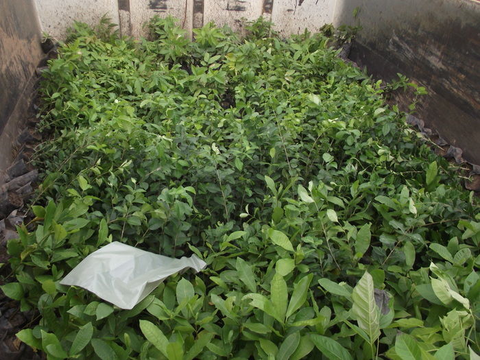 Prefeitura de Miguel Alves doa 600 mudas para arborização do município - Imagem 4