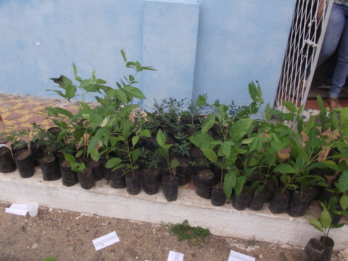 Prefeitura de Miguel Alves doa 600 mudas para arborização do município - Imagem 2