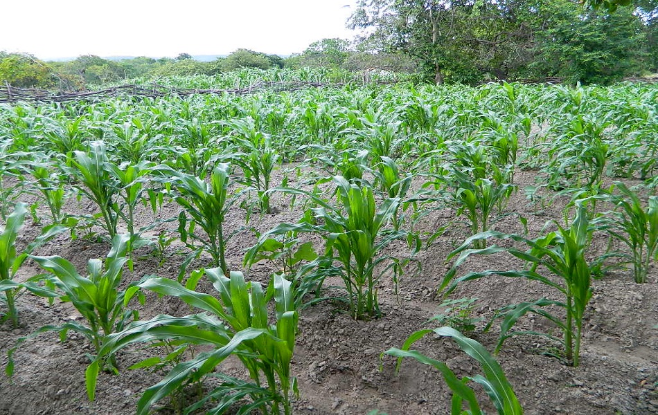 Garantia Safra vai beneficiar 2.232 agricultores em Pedro II