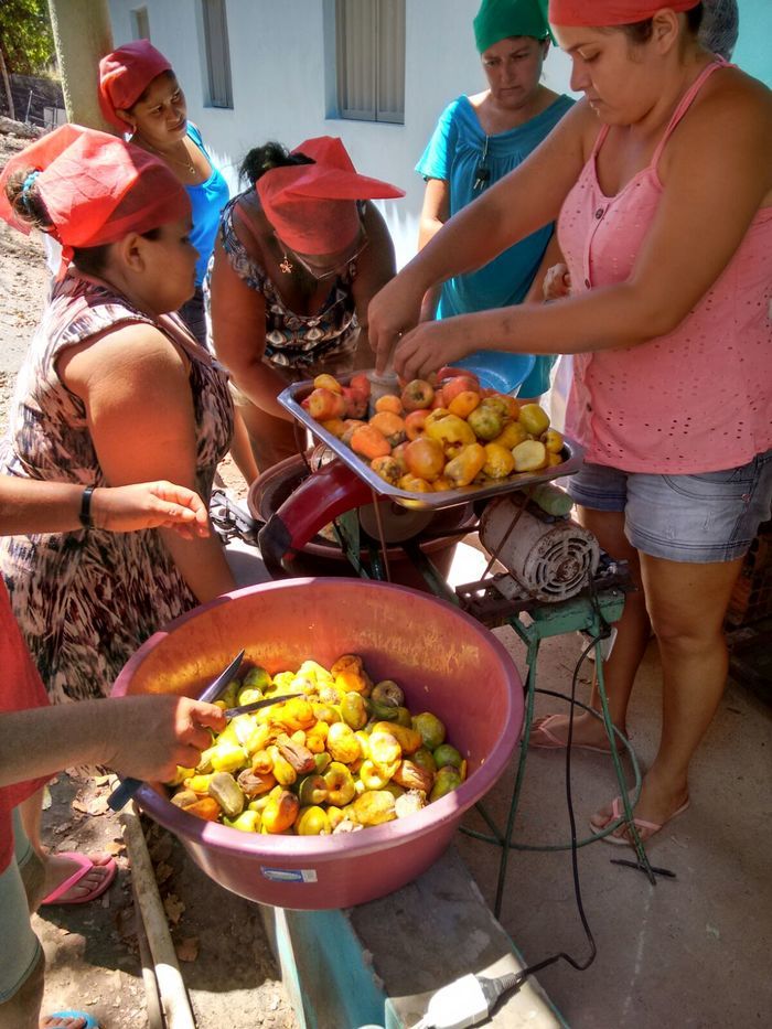 Curso de Aproveitamento do Pedúnculo do Caju Capacita Grupo de Mulheres No Brejo da Fortaleza - Imagem 15