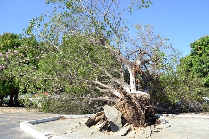 Árvore caída na guarita. (Foto: Kairo Amaral)