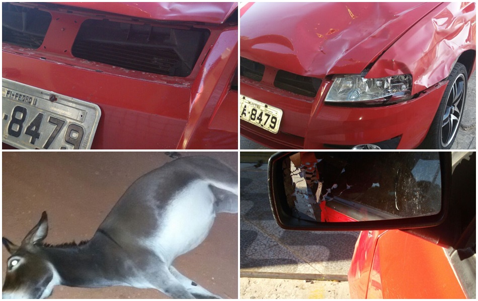 Aumentou o número de acidentes envolvendo animais e veículos nas BRs