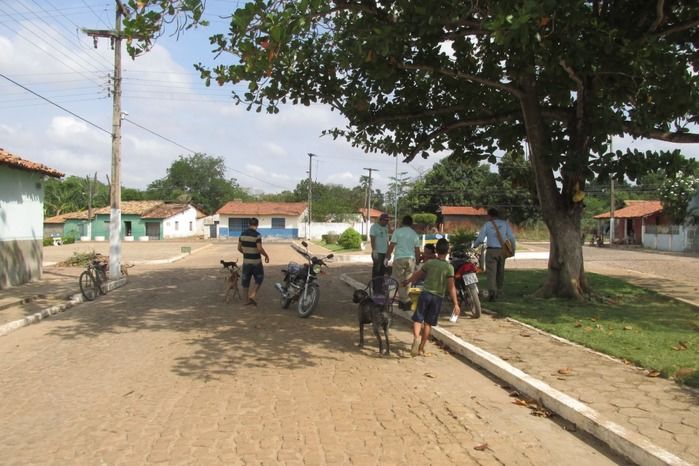 Vacinação de Cães e Gatos já iniciou em Agricolândia  - Imagem 13