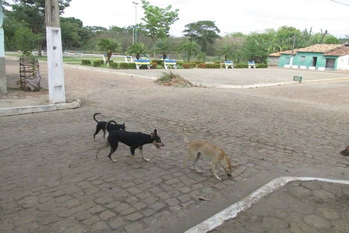 Vacinação de Cães e Gatos já iniciou em Agricolândia  - Imagem 21