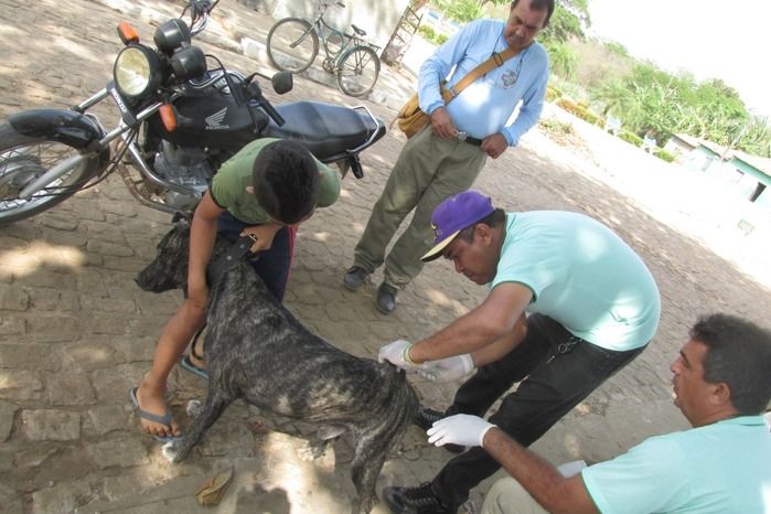 Vacinação de Cães e Gatos já iniciou em Agricolândia  - Imagem 6