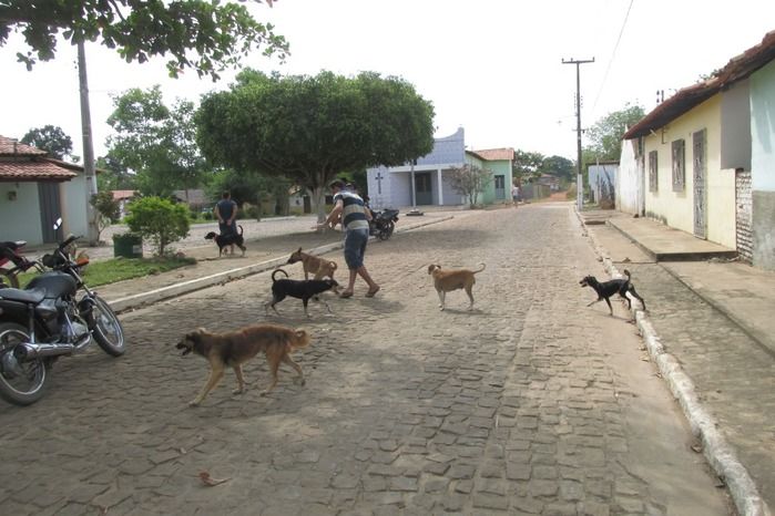 Vacinação de Cães e Gatos já iniciou em Agricolândia  - Imagem 31