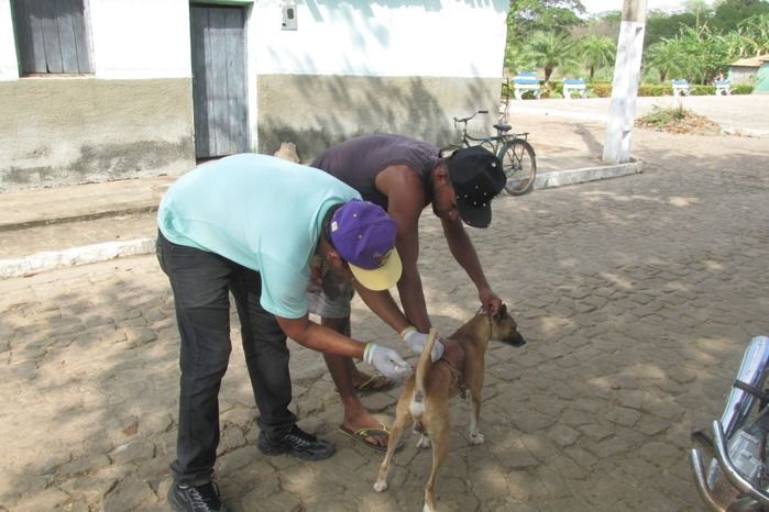 Vacinação de Cães e Gatos já iniciou em Agricolândia  - Imagem 15