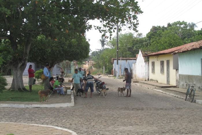 Vacinação de Cães e Gatos já iniciou em Agricolândia  - Imagem 22