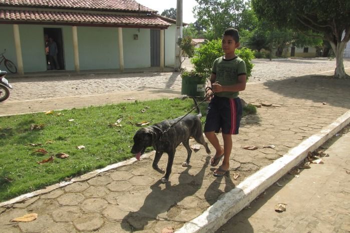 Vacinação de Cães e Gatos já iniciou em Agricolândia  - Imagem 4