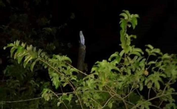 Suposta imagem de Nossa Senhora aparece em Campo Maior - Imagem 1