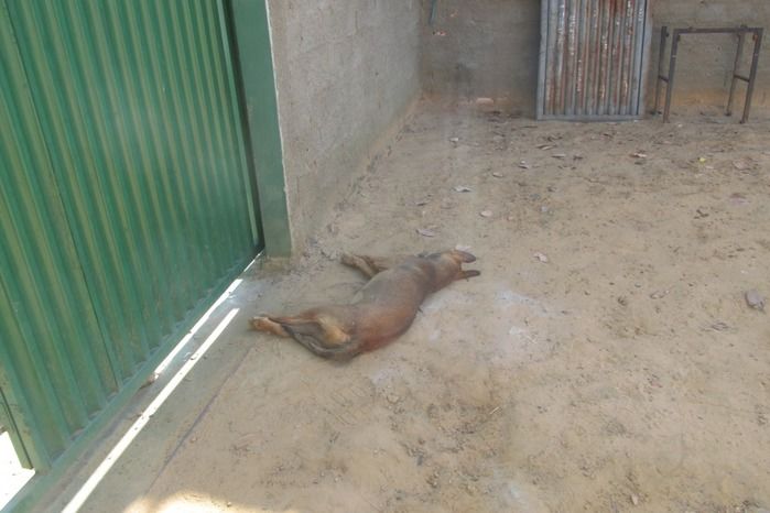 Ladrões invade distribuidora de gás e rouba dinheiro em Agricolândia  - Imagem 2