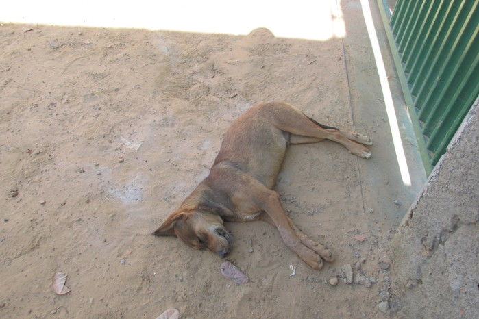Ladrões invade distribuidora de gás e rouba dinheiro em Agricolândia  - Imagem 4