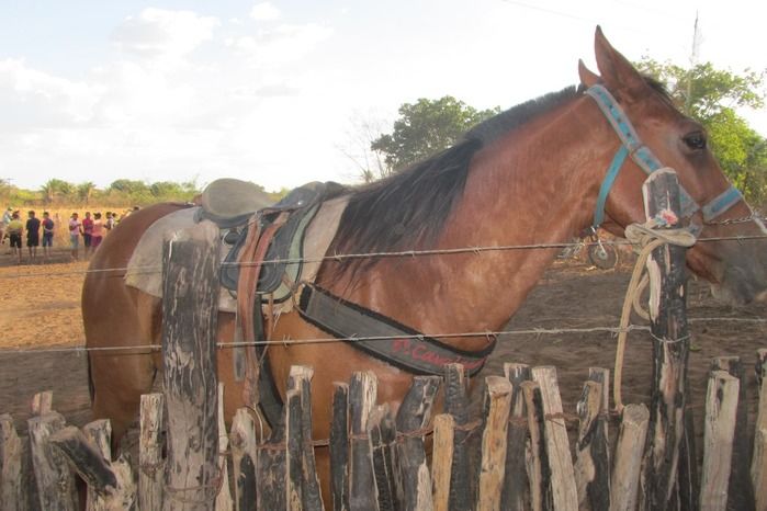 Confira como foi a tradicional Corrida de Cavalos de Lagoa Seca  - Imagem 13