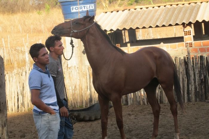 Confira como foi a tradicional Corrida de Cavalos de Lagoa Seca  - Imagem 6