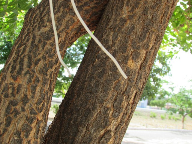 Ornamentação Natalina de Ipiranga do Piauí Está Sendo Vandalizada - Imagem 9