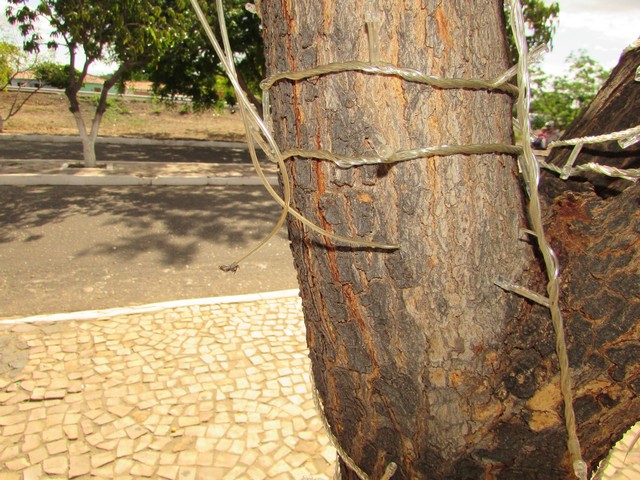 Ornamentação Natalina de Ipiranga do Piauí Está Sendo Vandalizada - Imagem 11