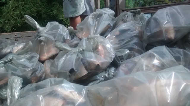 Prefeitura de Miguel Alves doa 1 tonelada de peixes a famílias carentes - Imagem 6