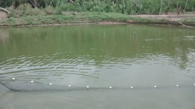 Prefeitura de Miguel Alves doa 1 tonelada de peixes a famílias carentes - Imagem 5