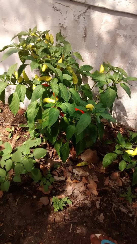 Programa Cisternas nas Escolas faz escola Liberato Vieira ser referência no Nordeste - Imagem 3
