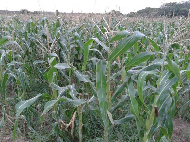 Produtos da Agricultura Familiar são incluídos na Merenda Escolar em União - Imagem 1