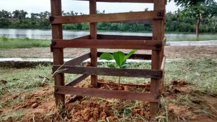 Prefeitura faz plantio de mudas na orla do açude municipal - Imagem 4