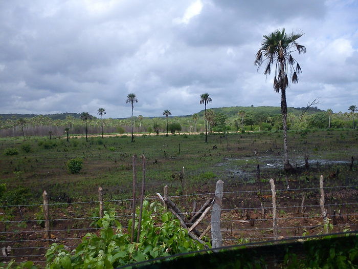 Agricultura Comprometida Pela Falta de Chuva - Imagem 2
