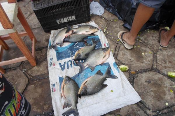 Movimentação feira livre de Amarante - Imagem 6