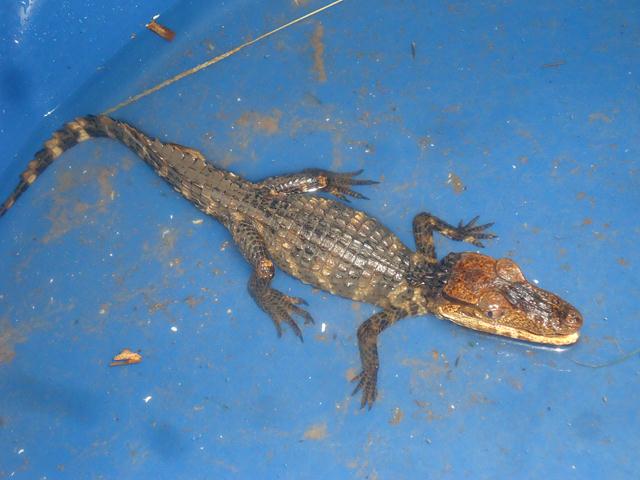 Moradores Encontram Filhote de Jacaré - Imagem 3