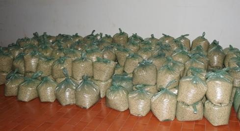 Secretaria de Agricultura realiza entrega de sementes para agricultores  - Imagem 3