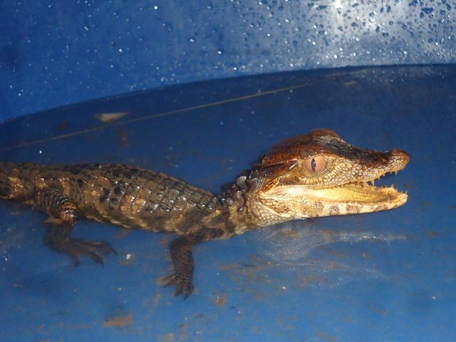 Moradores Encontram Filhote de Jacaré - Imagem 2