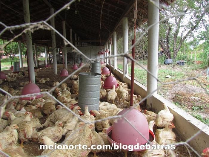 Empresa ‘Frango São Miguel’ é modelo para futuros empreendedores - Imagem 8