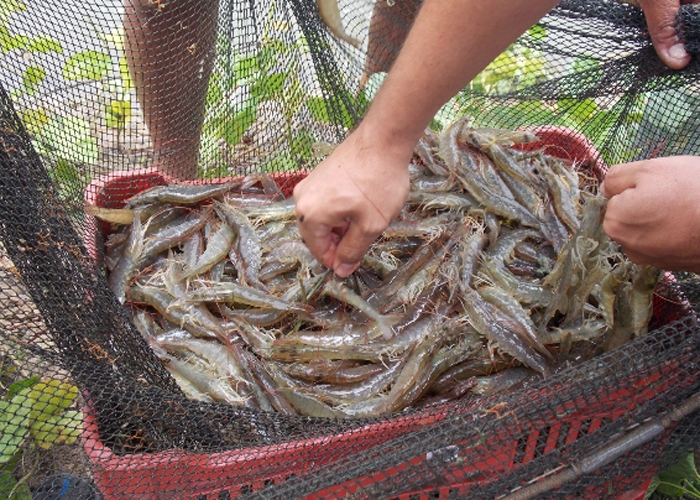 Prefeito de União e Sebrae incentivam criação de camarão na zona rural - Imagem 3