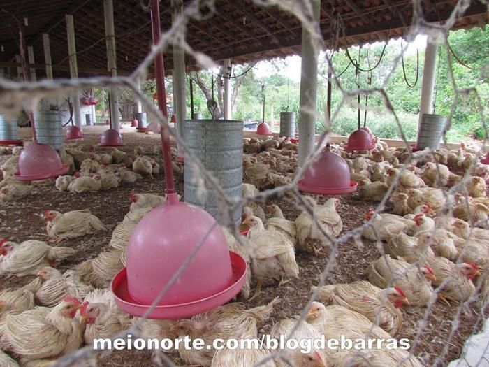 Empresa ‘Frango São Miguel’ é modelo para futuros empreendedores - Imagem 9