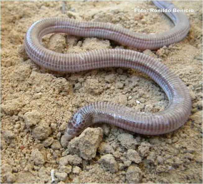 Novas pesquisas para o município de Barras do biólogo Ronildo Benicio - Imagem 1