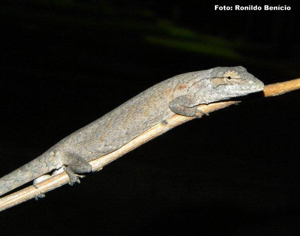 Novas pesquisas para o município de Barras do biólogo Ronildo Benicio - Imagem 4