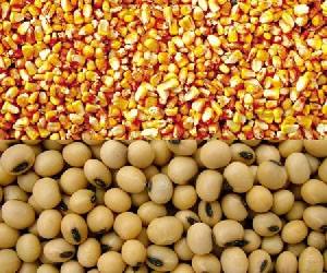 Agricultores de Itainópolis recebem sementes de milho e feijão. - Imagem 1