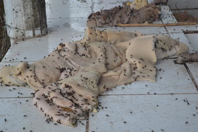 Subseção da OAB de Valença visita matadouro e pede melhorias - Imagem 17