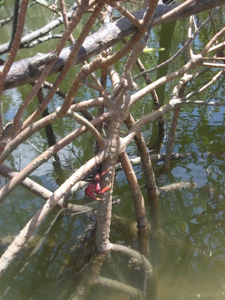 Rota Ecológica de Cajueiro da Praia vai gerar emprego e renda para os jovens, diz prefeita Vânia Ribeiro - Imagem 14