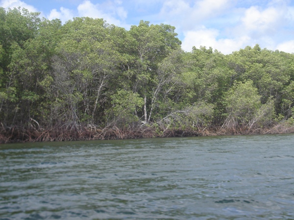 Rota Ecológica de Cajueiro da Praia vai gerar emprego e renda para os jovens, diz prefeita Vânia Ribeiro - Imagem 6